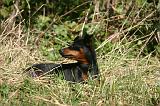 PINSCHER NAIN 100
